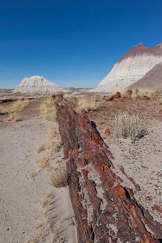 70 petrified forest.jpg